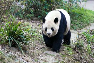 天空：曼城签埃切维里原则上达成一致，转会费1200万镑+浮动